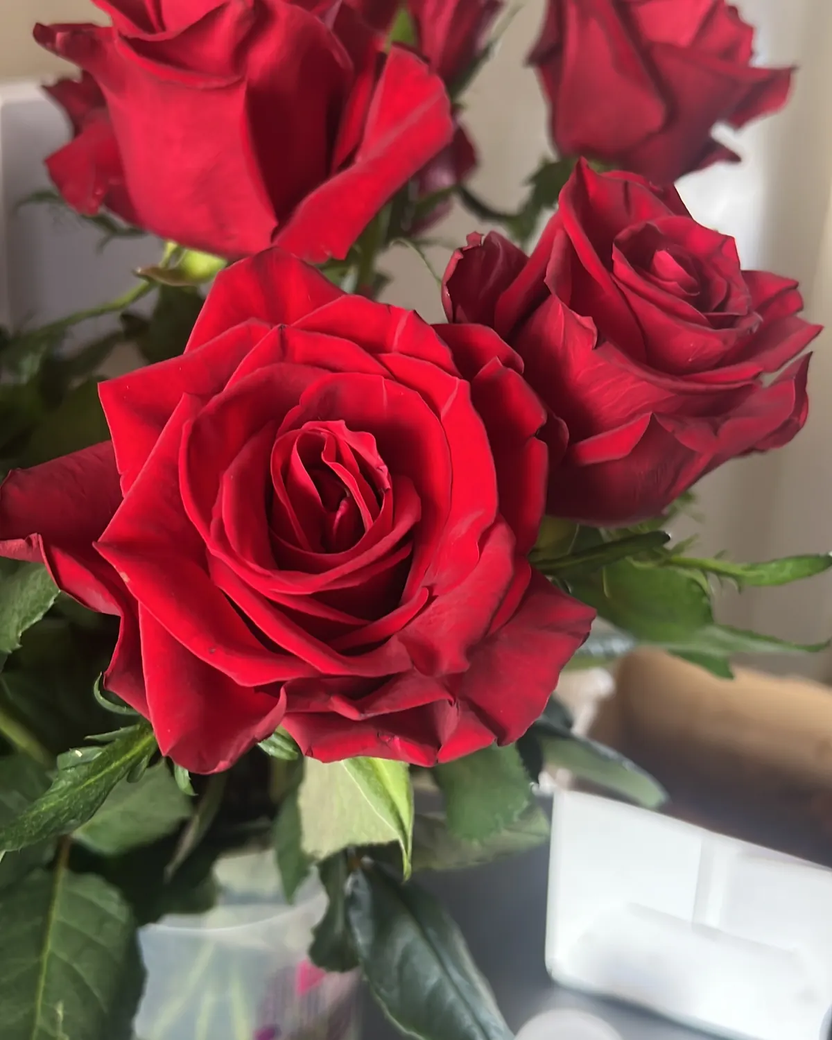 زهور كينية — درع الصفا