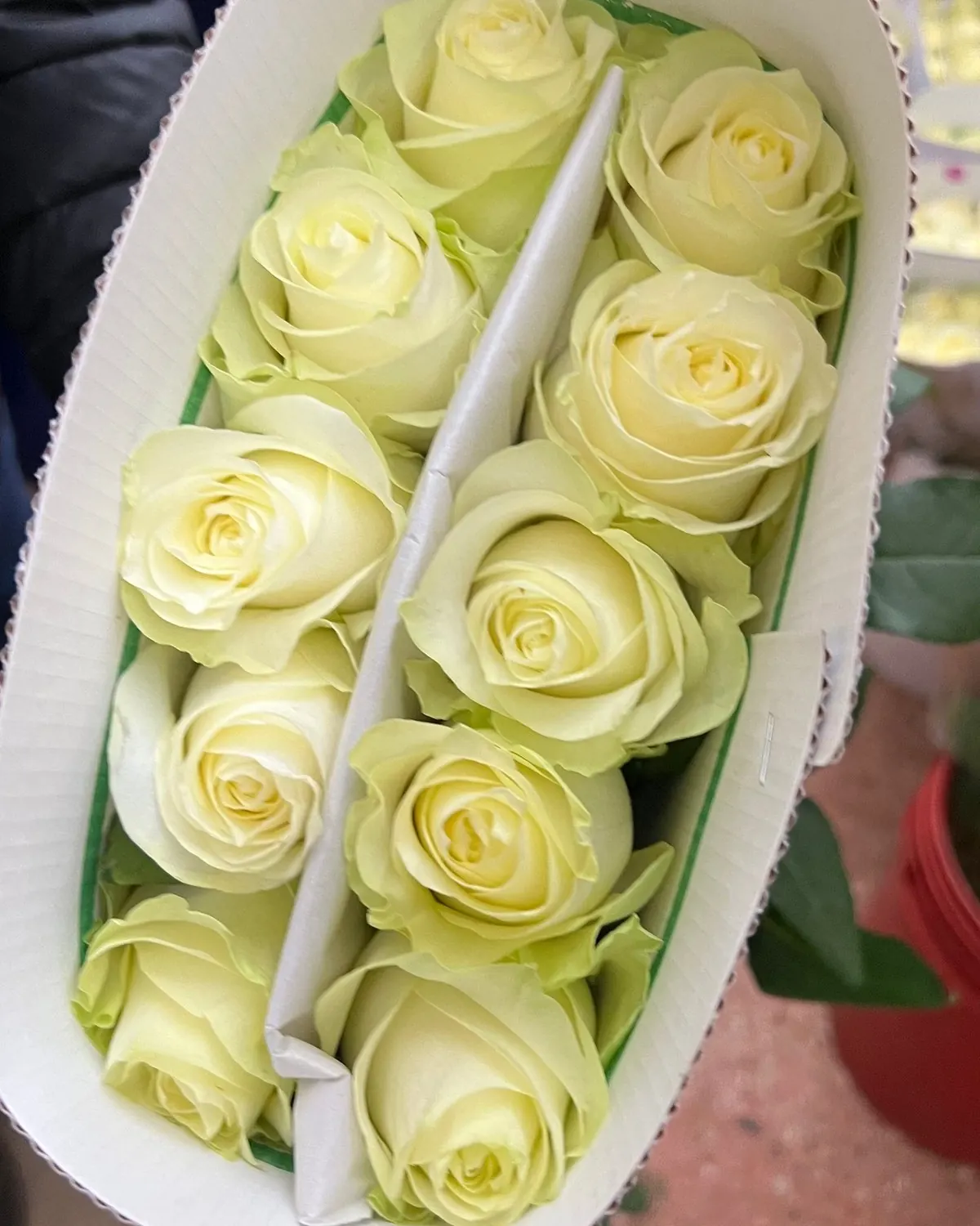 ورد الرذاذ
